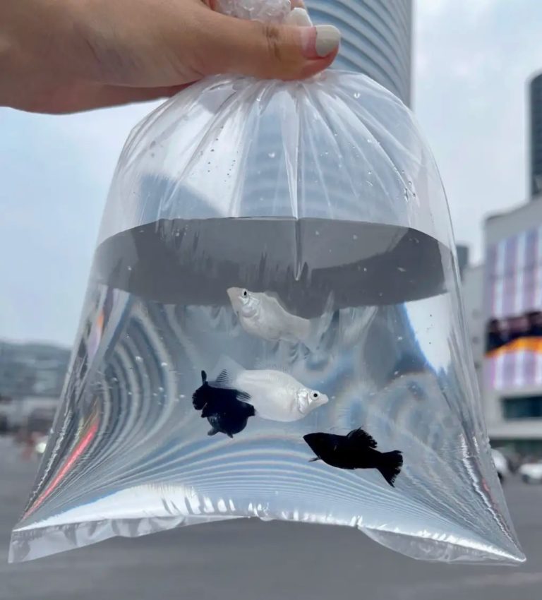 Pusle Fish The Chinese Pulse | Fishes are the young consumers’ new pets
